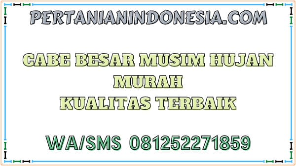 Cabe Besar Musim Hujan Murah Kualitas Terbaik